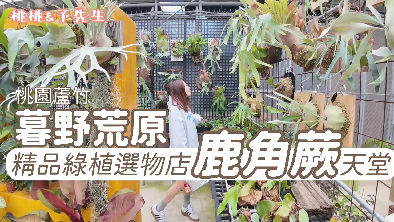 桃園蘆竹-暮野荒原-眾多綠植品牌齊聚-精品溫室超多鹿角蕨!!!