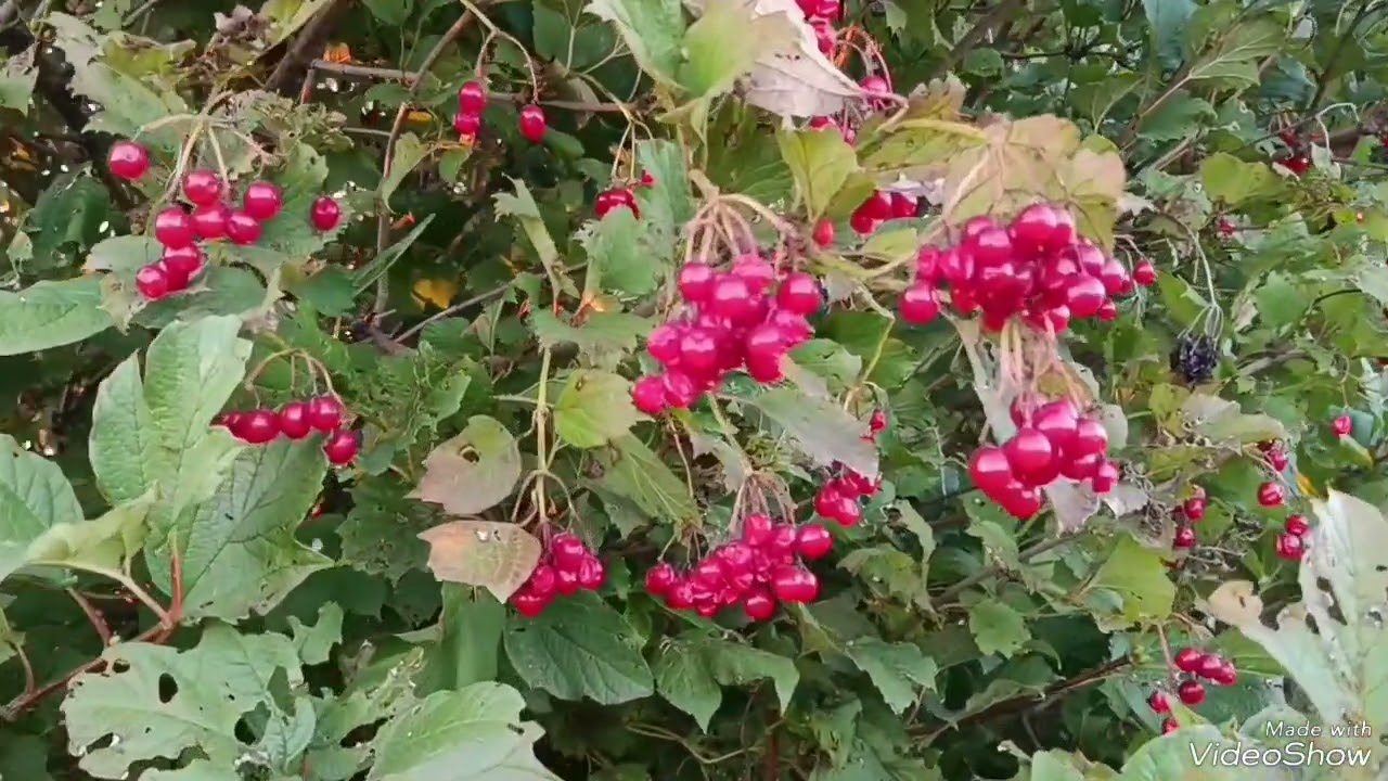 Мамина хата.