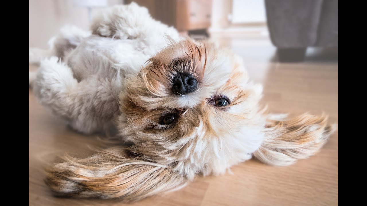 HappyFeets TV - Funny Animals - Cute CATS 🐱 and Dogs 🐶 Compilation #7