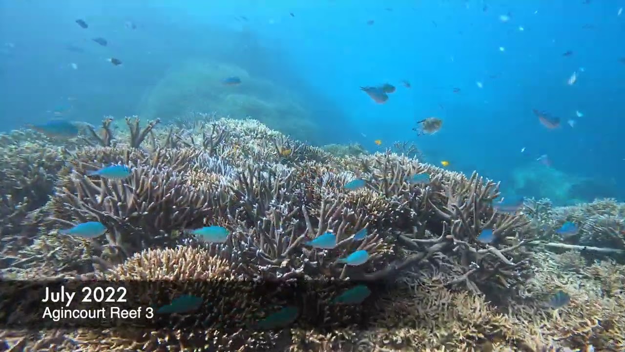 Agincourt Reef Coral Bommie Restoration Project