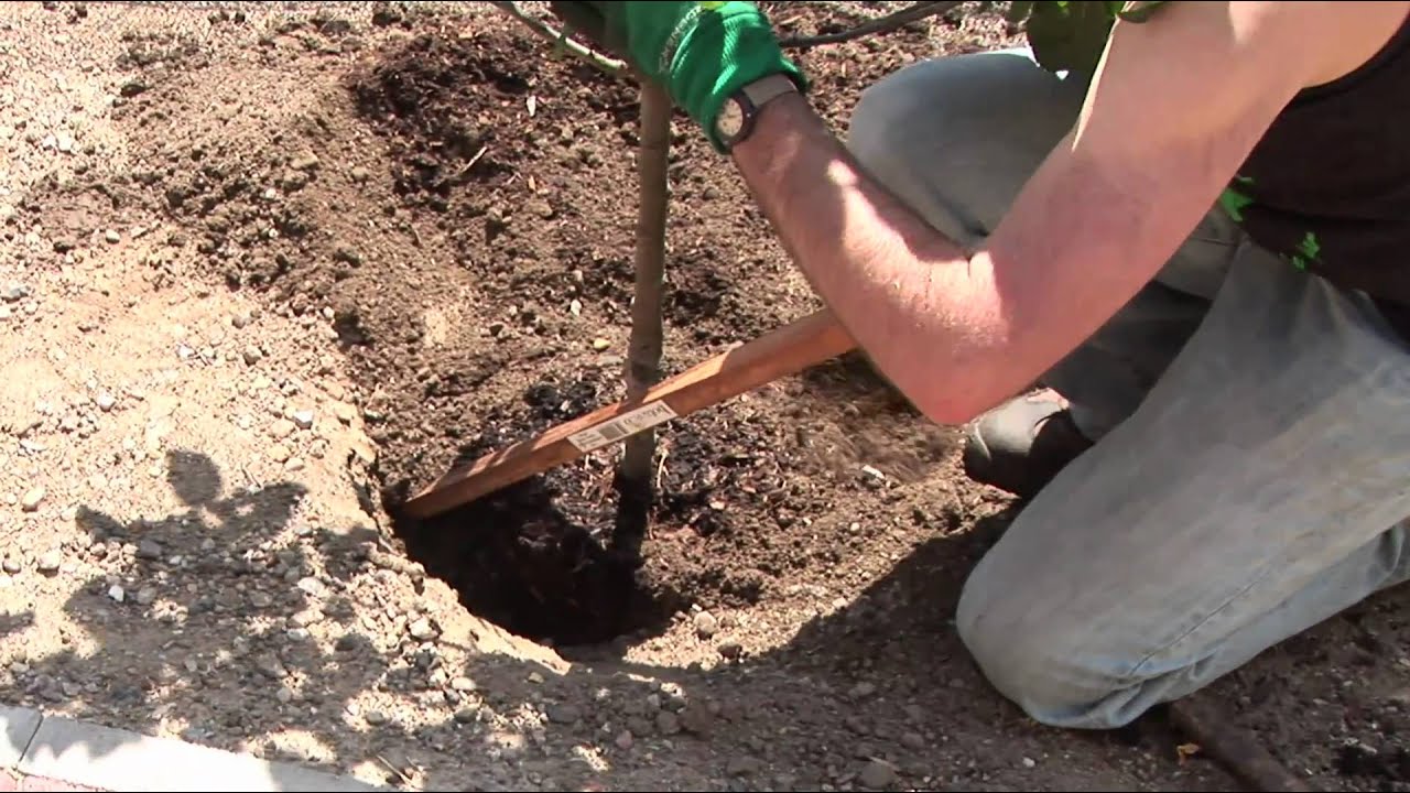 How To Grow An Apple Tree