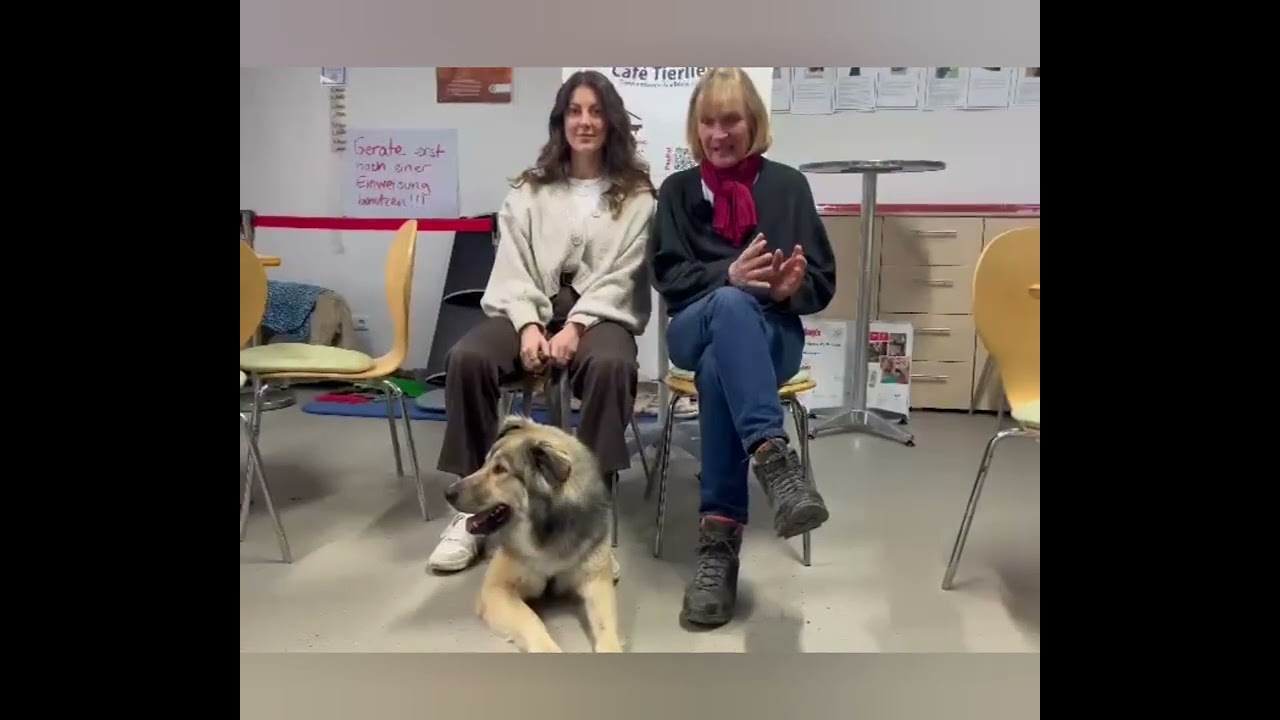 Hübscher Jolle sucht ein Zuhause für immer 🏠🐾