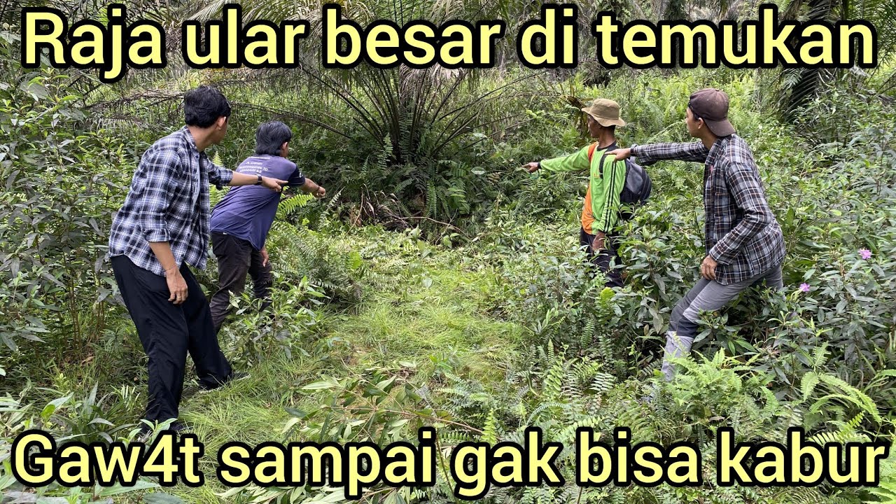 MENGERIK4N PENANGKAP4N RAJA ULAR BESAR DI KEBUN SAWIT WARGA CUMA ADA DI DAERAH INI