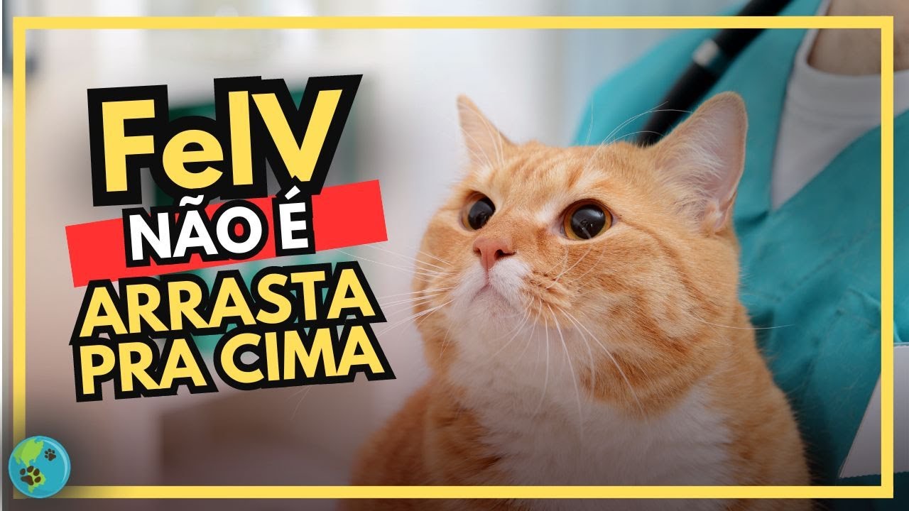 FELV: TUDO sobre a Leucemia Felina