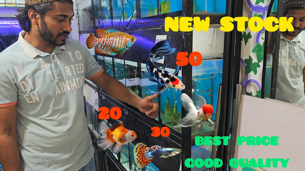 Habibi aquarium new stock best price good quality 