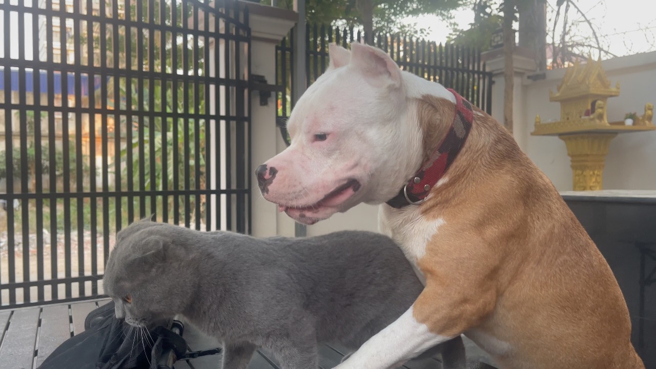 Dog and Cat Interactions with Chob - Heartwarming Moments #pets #pitbull #dog #animal #cute #monkey