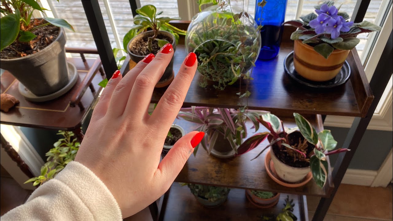 ASMR Plant Tour (Tracing, Whispering, Tongue Clicking, Hand Movements)