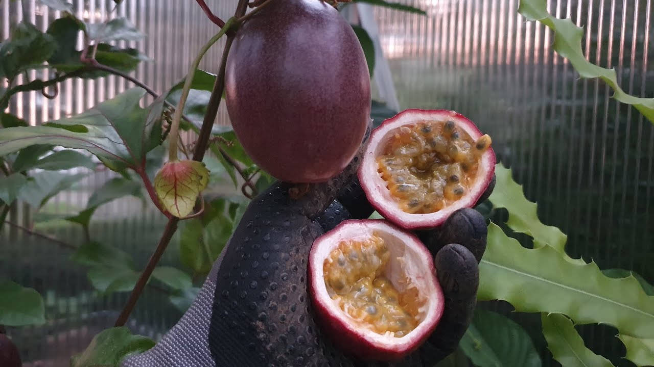 Die Maracuja Fr&uuml;chte sind reif. Ernte und Verkostung der Passiflore Edulis.