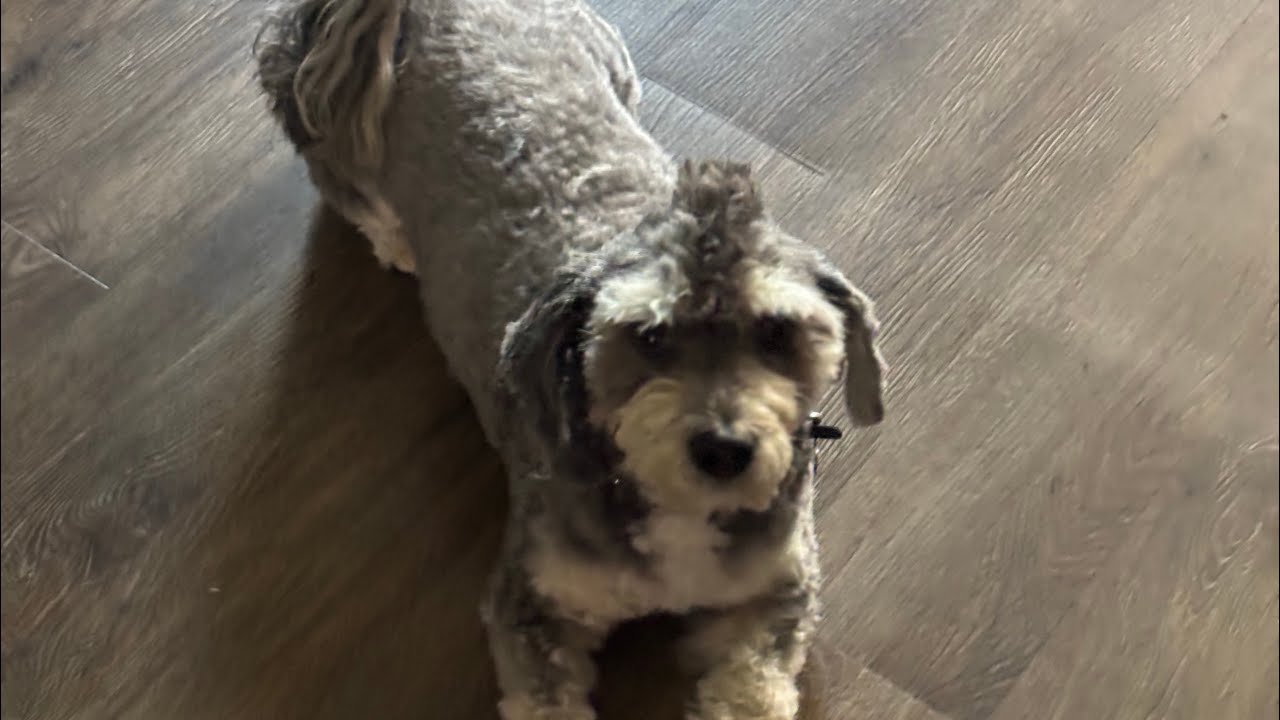 Jax sporting a new Mohawk 