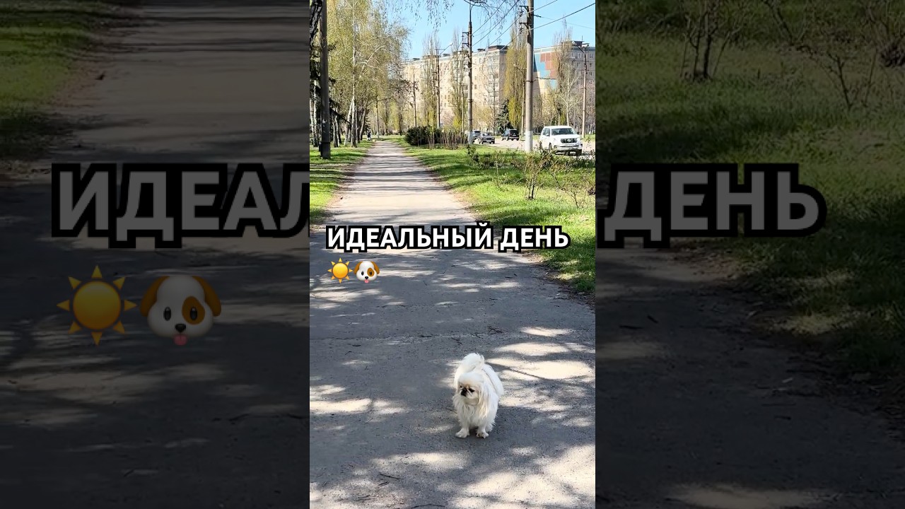 Солнце, весна и Тиффани &mdash; лучшее сочетание ☀️💛 #shorts