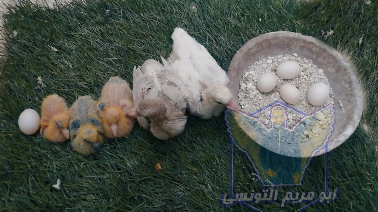 سر زياده بيض الحمام وزغاليل الحمام من ابو مريم التونسي