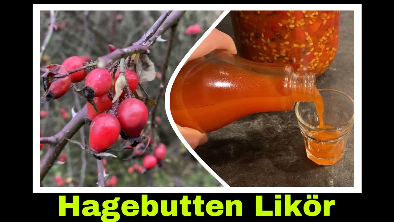 Hagebuttenlik&ouml;r Rezept | Lik&ouml;r aus Hagebutten selber machen | Selbstversorgung