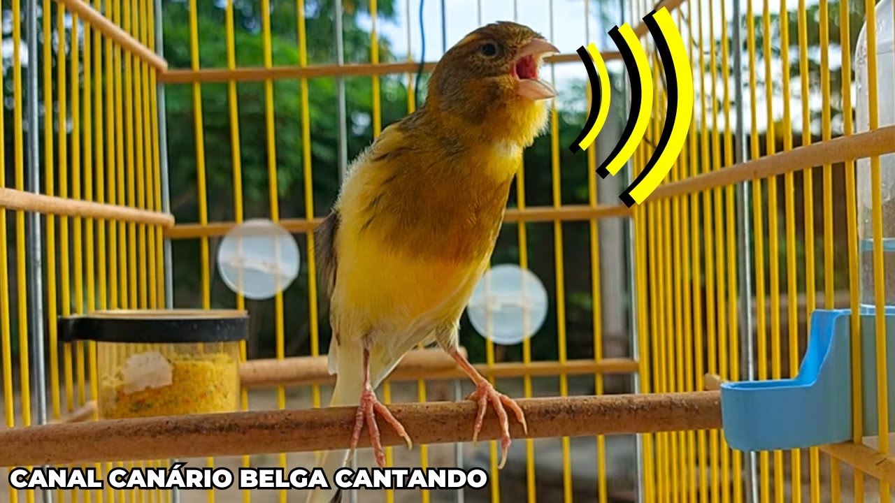 Canto de Canário Belga - Canário Belga Cantando para Esquentar Qualquer Canário FRIO! Belga Cantando
