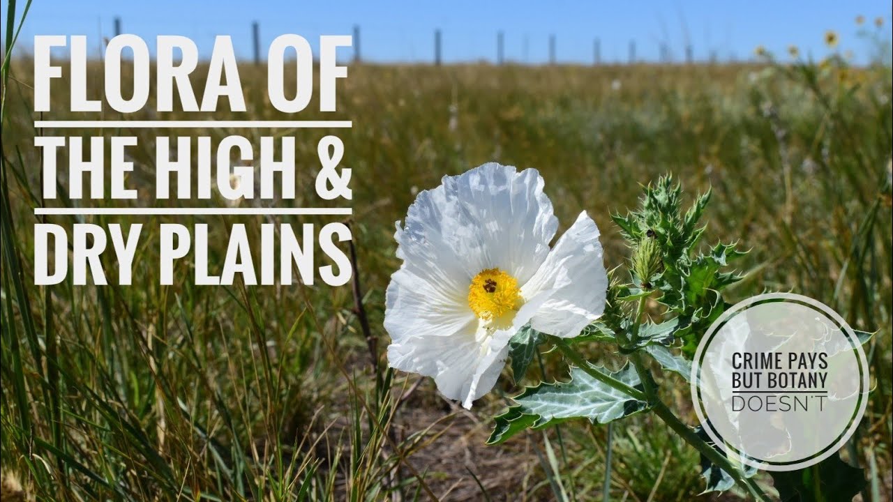 Flora of the High & Dry Plains