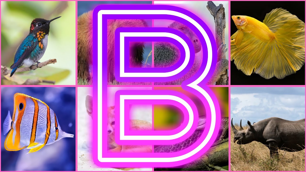Animals Starting With B || Amazing Animals And Birds Starting with B