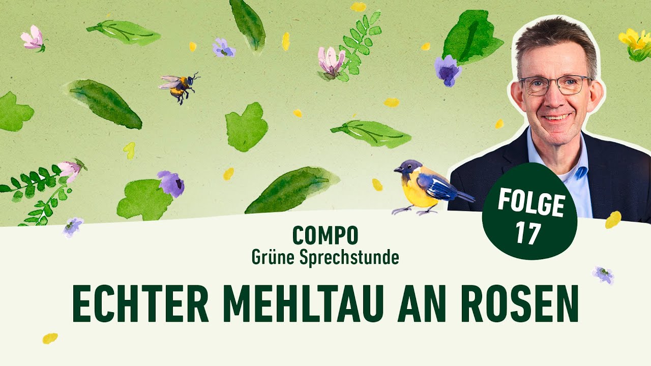 Podcast Gr&uuml;ne Sprechstunde | Echter Mehltau an Rosen
