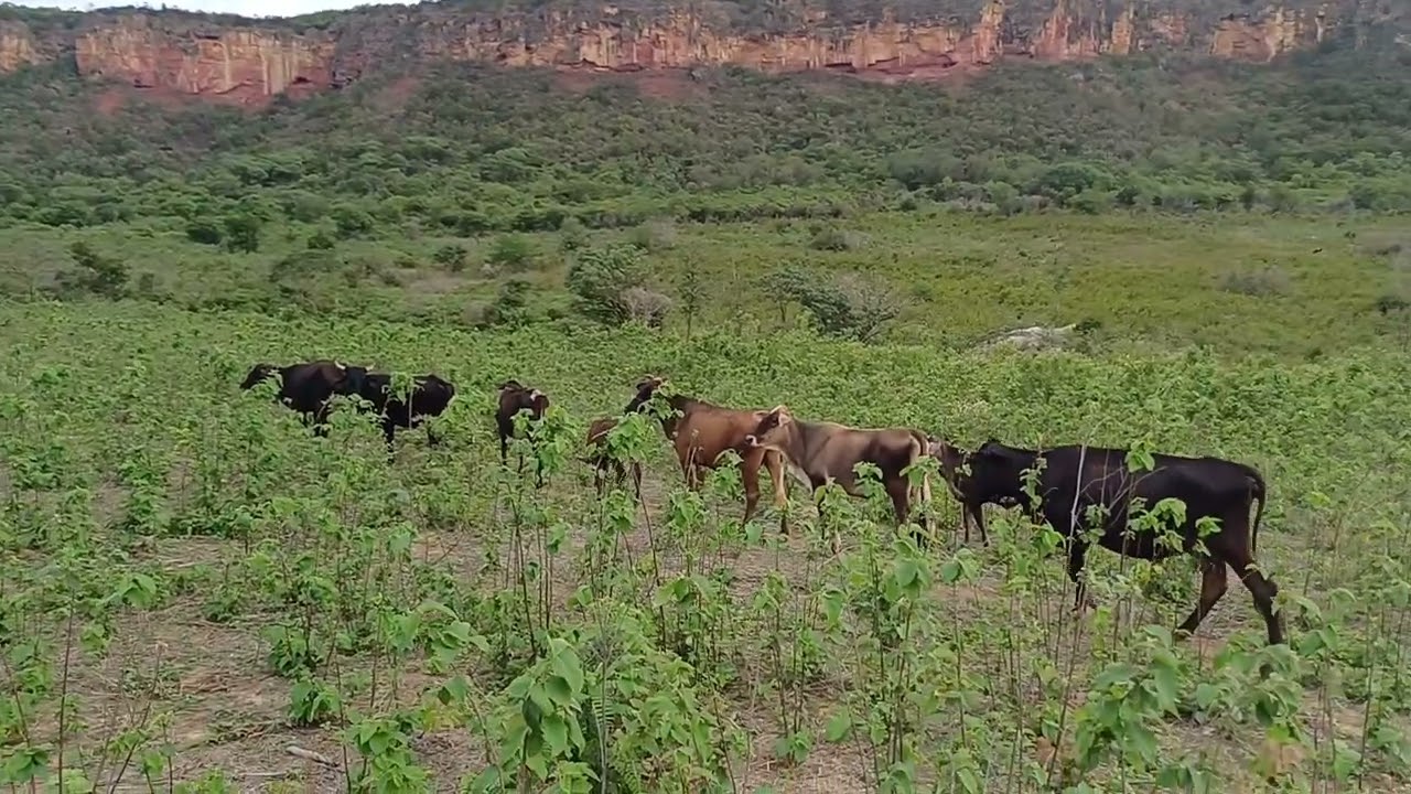 Vendo barato sua grande oportunidade 30 hectares valor 170 mil 8799102 3154 