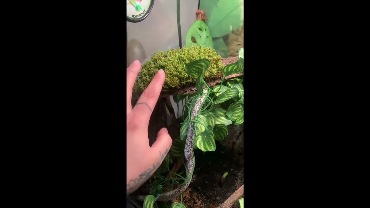 Red Eye Tree Frog Care Guide