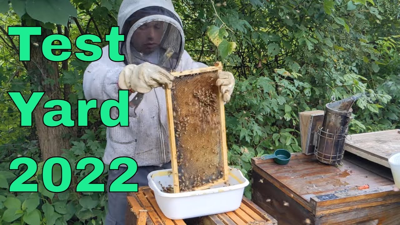 👍Oxalic Acid Sponge Trials.  Pre-Treatment Varroa checks