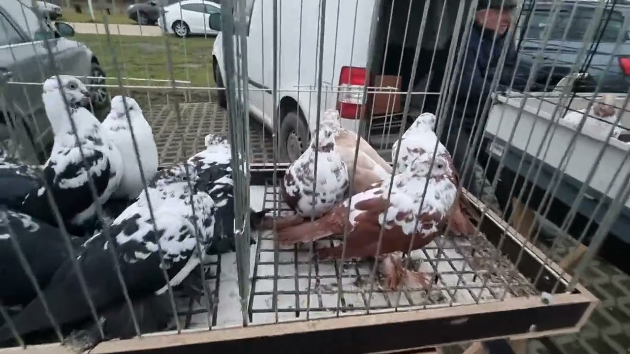 Rynek targ Wysokie Mazowieckie 06/12//2025 🕊🐓#shorts #pigeons #ptaki #króliki #kury #gołębie