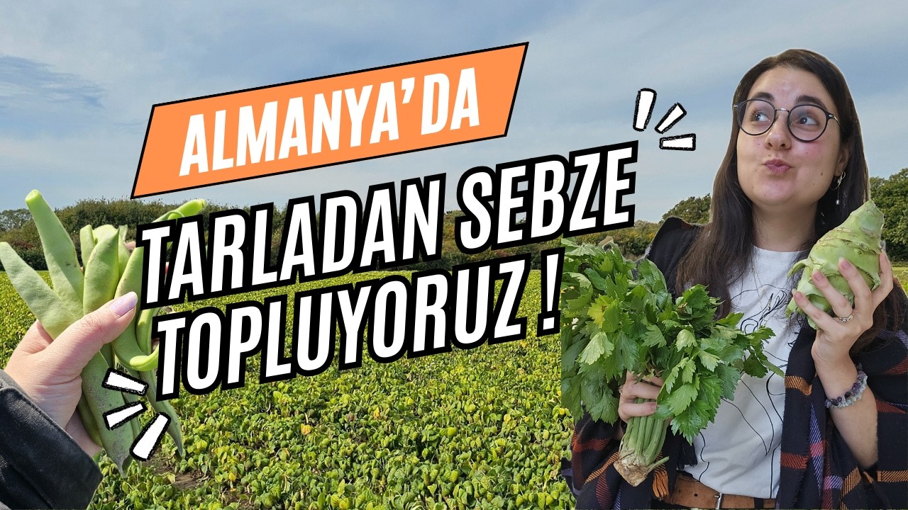 ALMANYA'DA TARLADAN ORGANİK SEBZE TOPLUYORUZ !