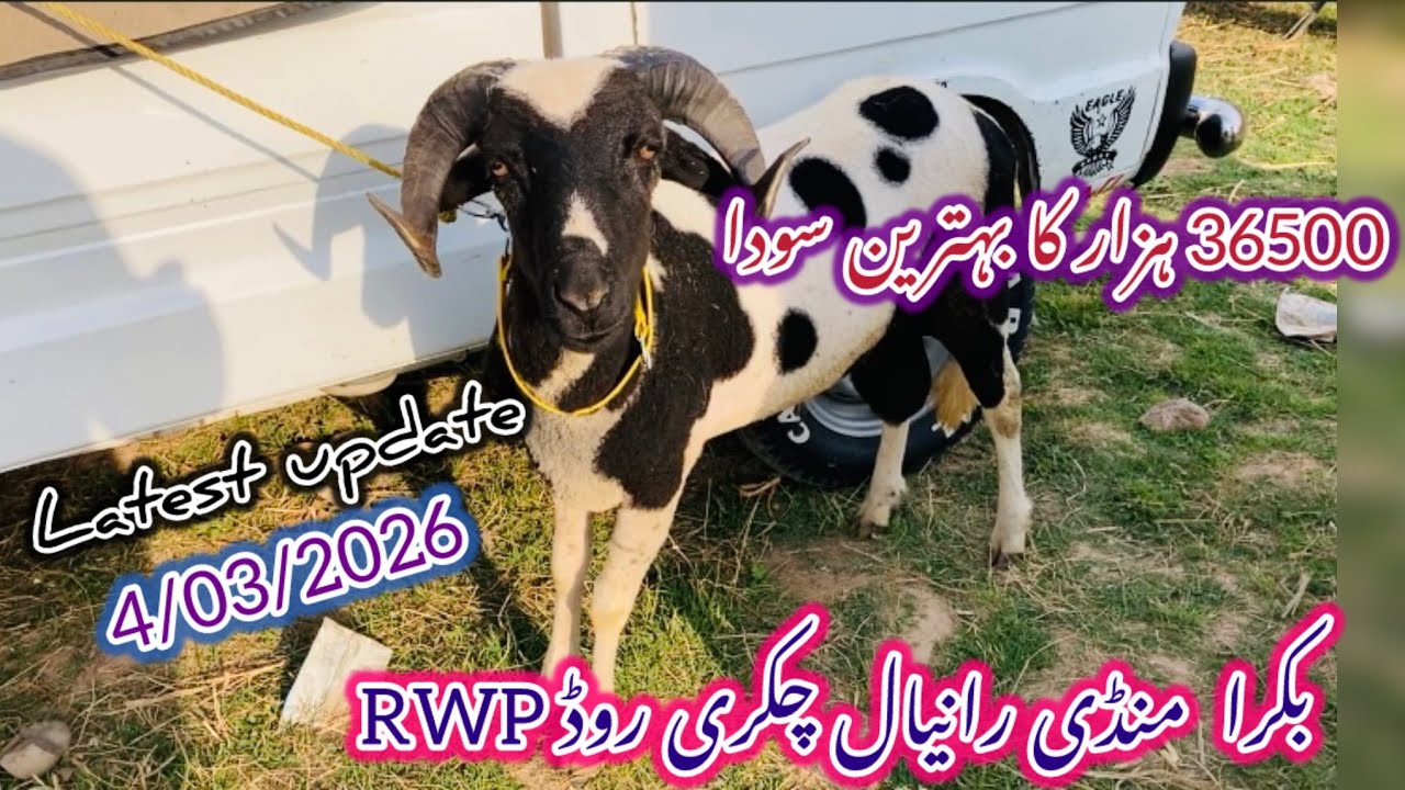  Today Bakra Mandi Ranyal Chakri Road RWP latest update 4 March 2026#goat 