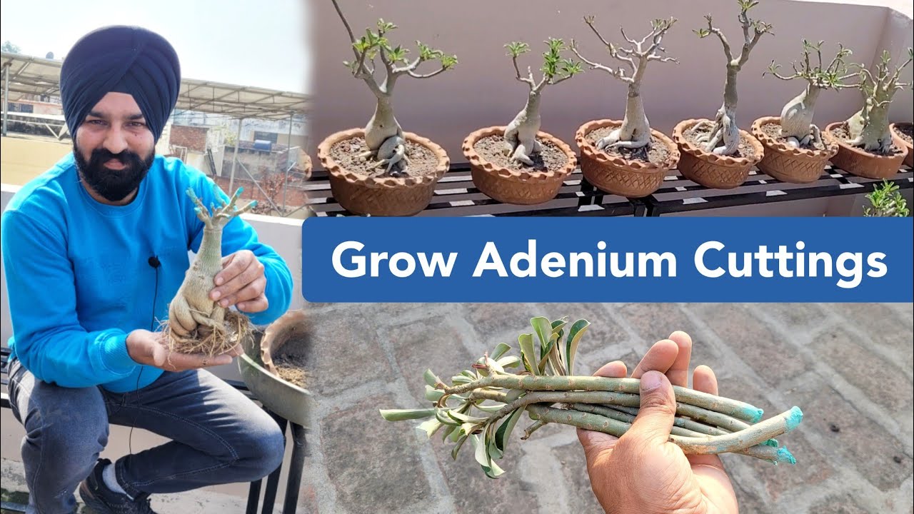 कटिंग लगाने का आसान तरीका / Easy way to grow adenium by cuttings / Desert rose cutting propagation