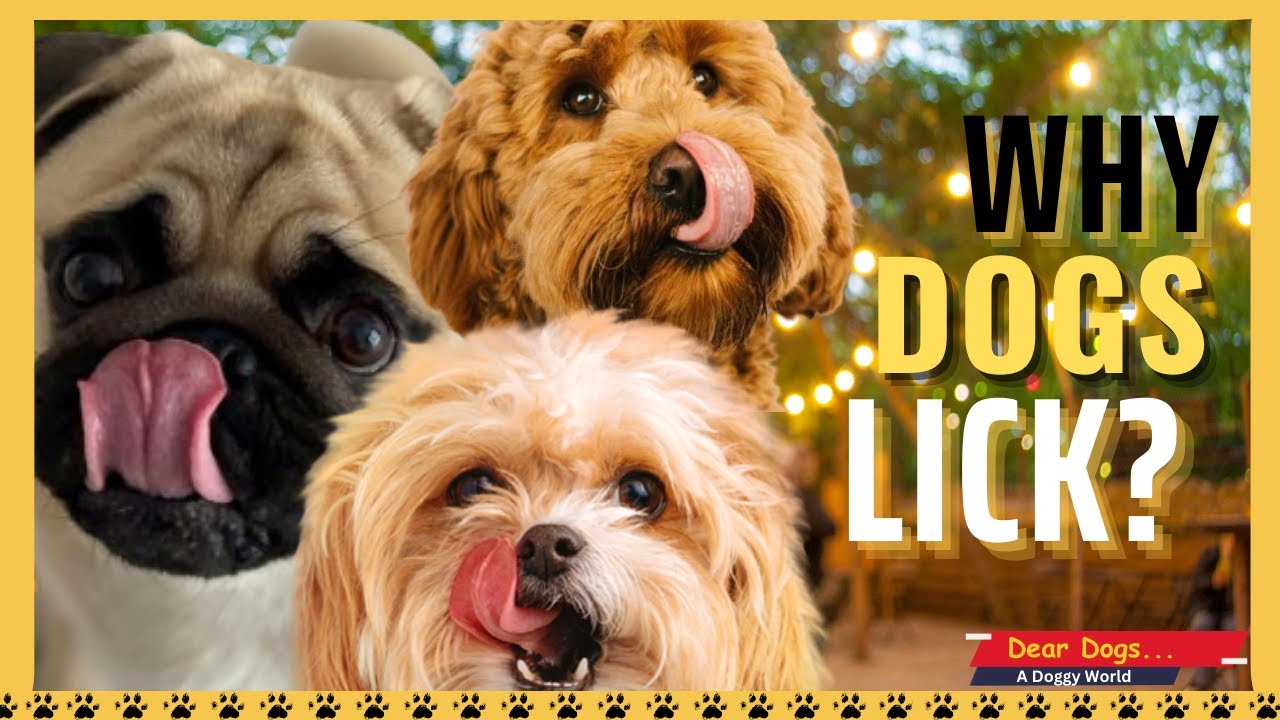 Why Do Dogs Lick?
