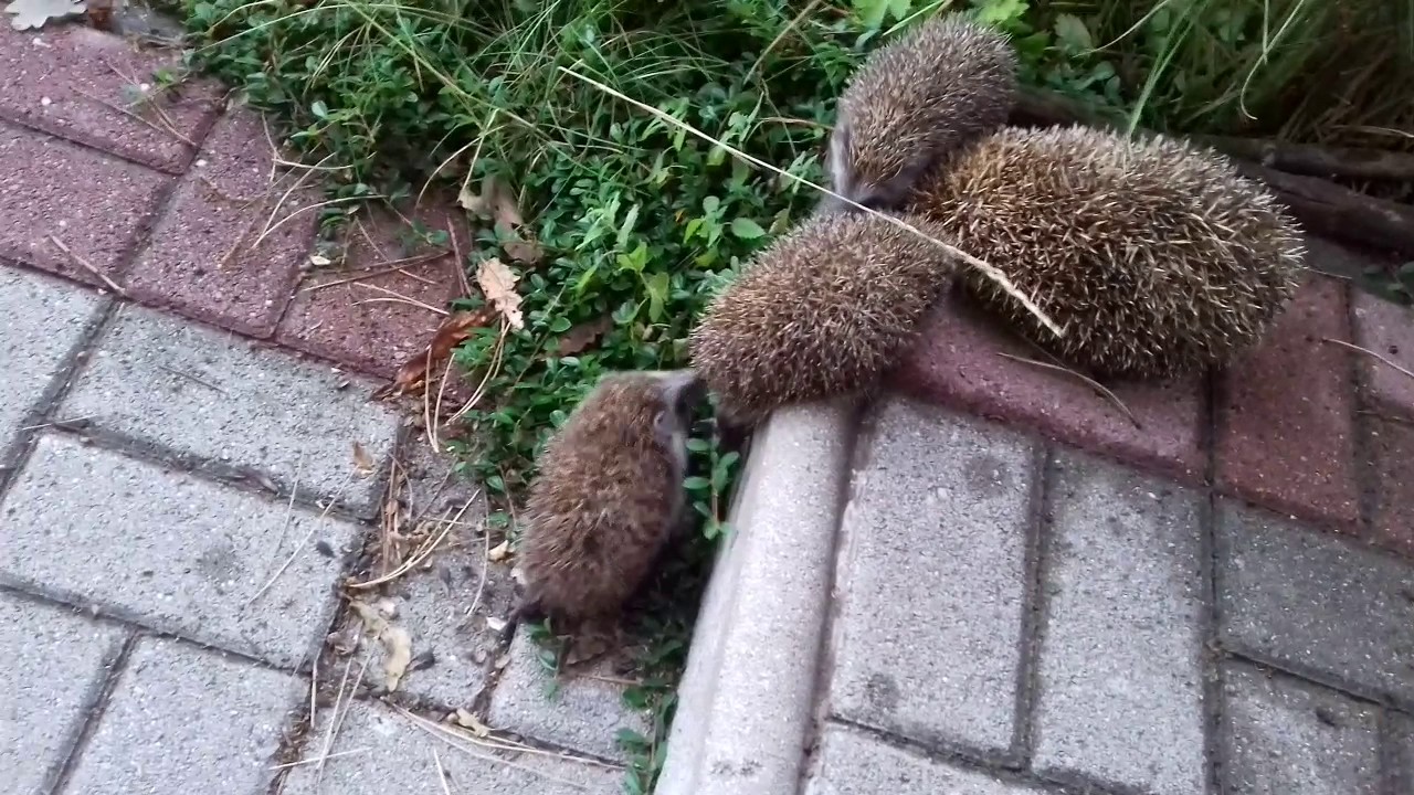 Sündisznó anyuka viszi a kicsinyeit