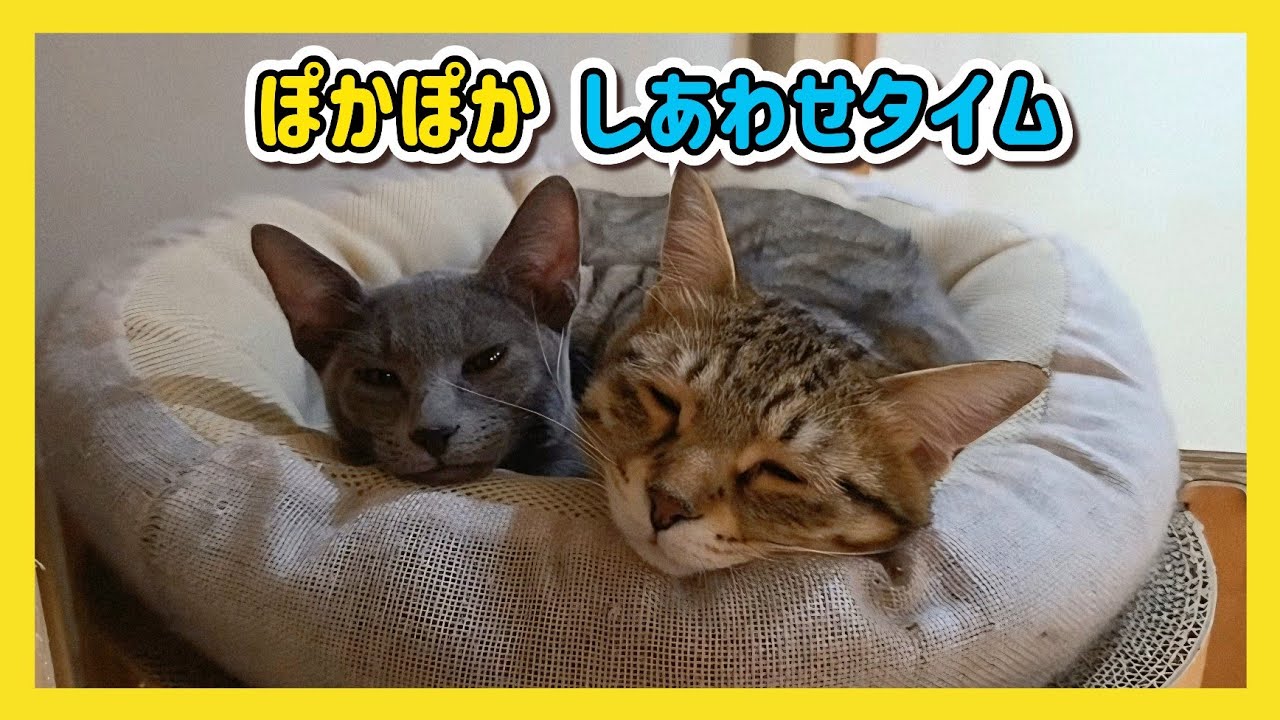 🔴【にこりら】元気いっぱい！チビッ子ライブ😸