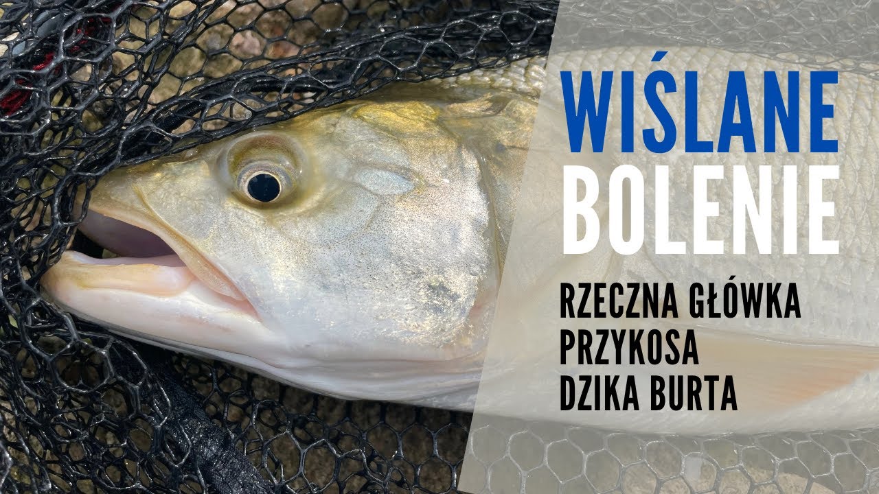 Bolenie z dzikiej Wisły. Wędkarstwo rzeczne
