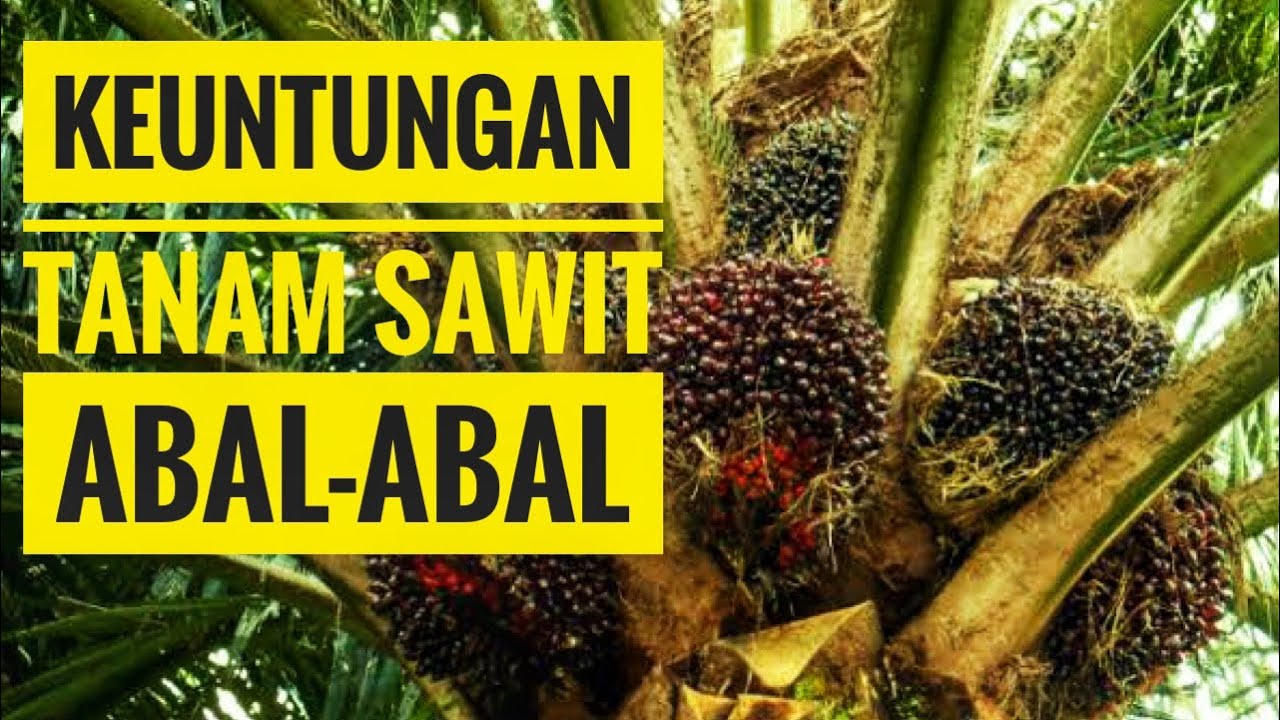 Tanam sawit abal-abal ini kelebihan dan kekurangannya