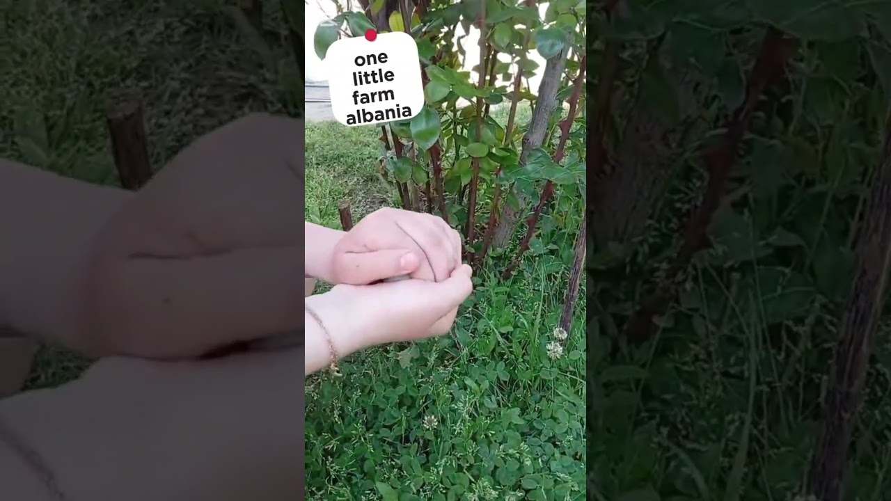 zogu i vog&euml;l ( little bird) #chicken #ferme #egg #fermer #farmlife #farm #chicken #birds #biofarm