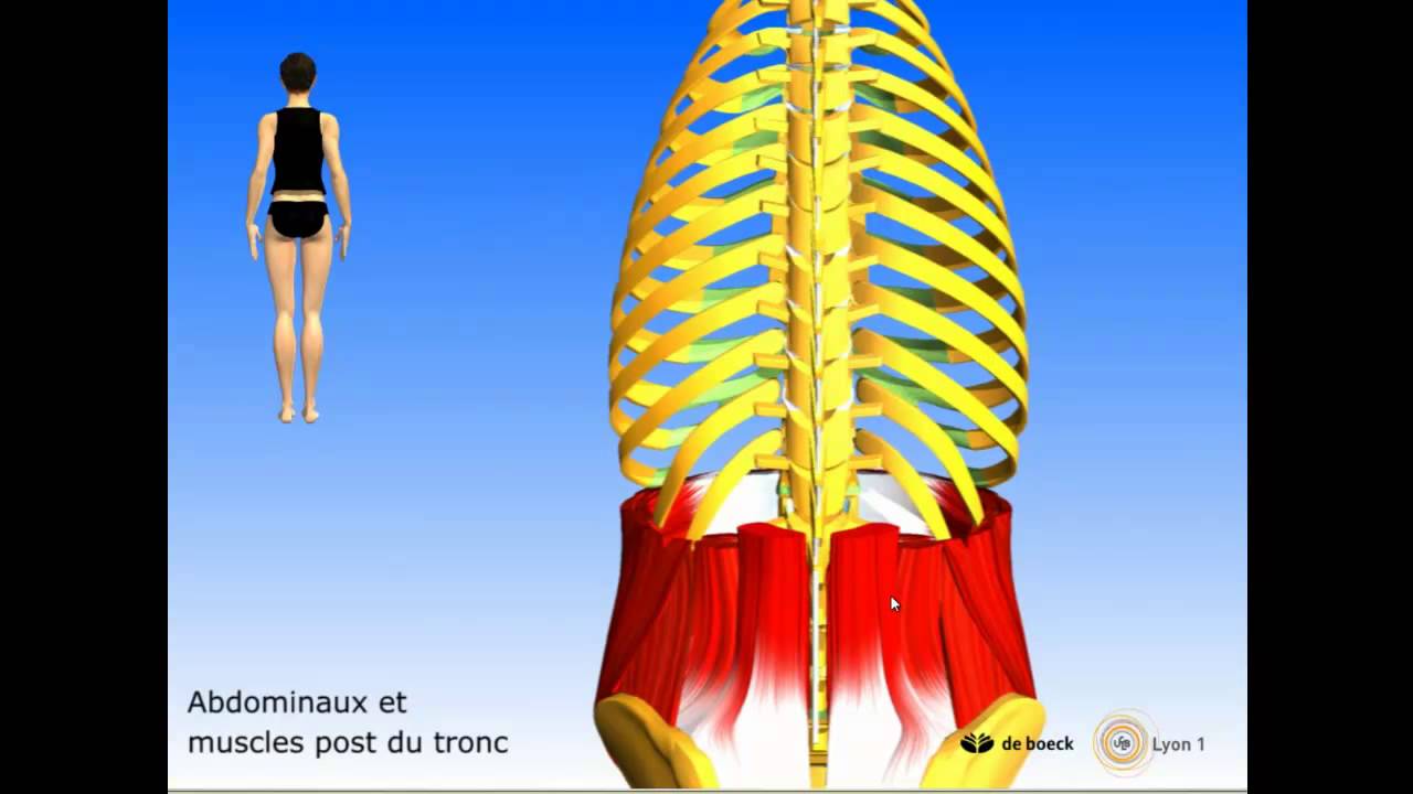Vidéo sonorisée Les muscles postérieurs du tronc