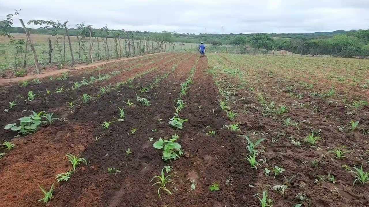 Lidio Henriques de baraunas 