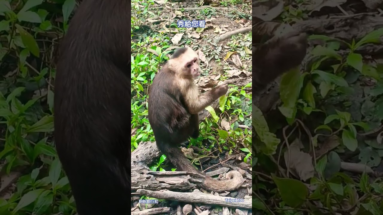 秀給您看！白面捲尾猴