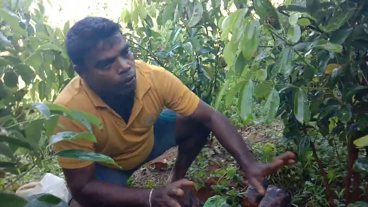 කුරුදු පැල සිටවා පොහොර වෙනස්  කරන අයුරු.