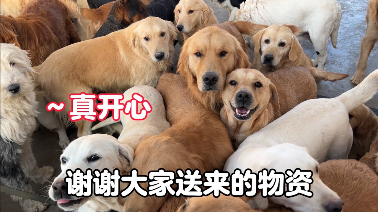 天寒地凍，粉絲家人送來過冬物資毛孩們都喜笑顏開，畫面太溫馨了