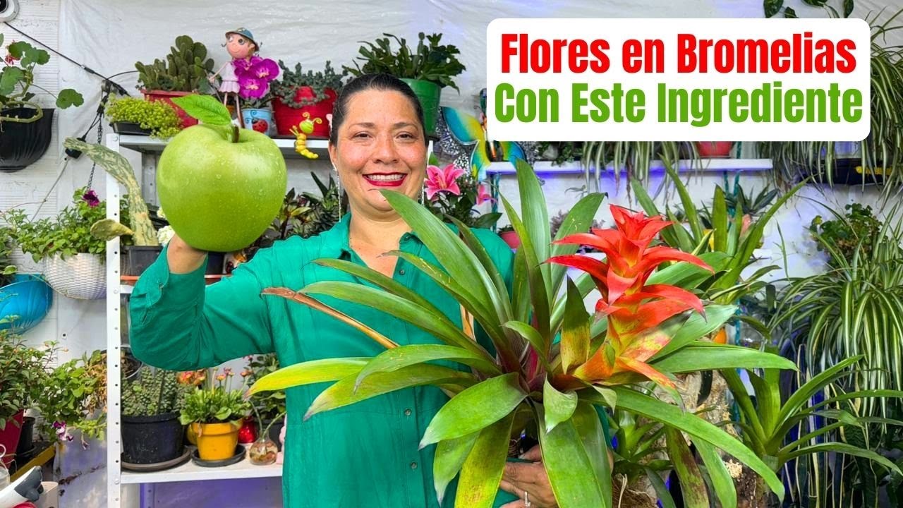 Como Florecer Bromelia Con Ingredientes Caseros #bromelia