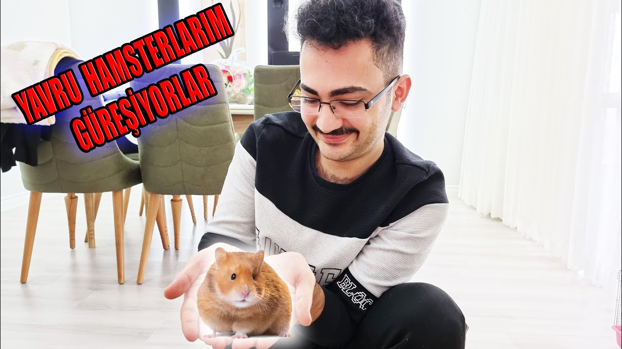 HAMSTERLARIM BİRBİRİYLE GÜREŞİYORLAR BU ENERJİ NEREDEN GELİYOR !