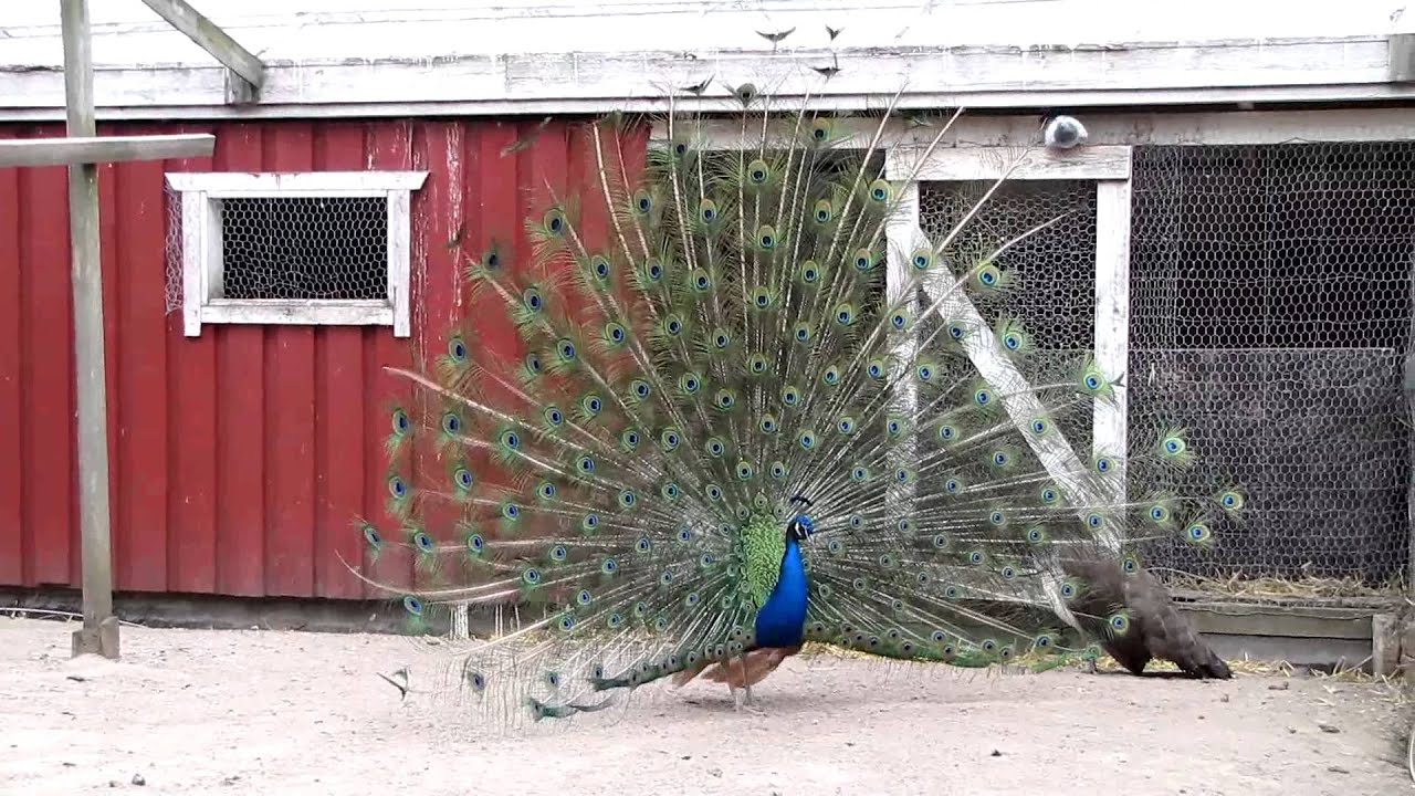 Peafowl (peacock) - Riikinkukko - 2009.