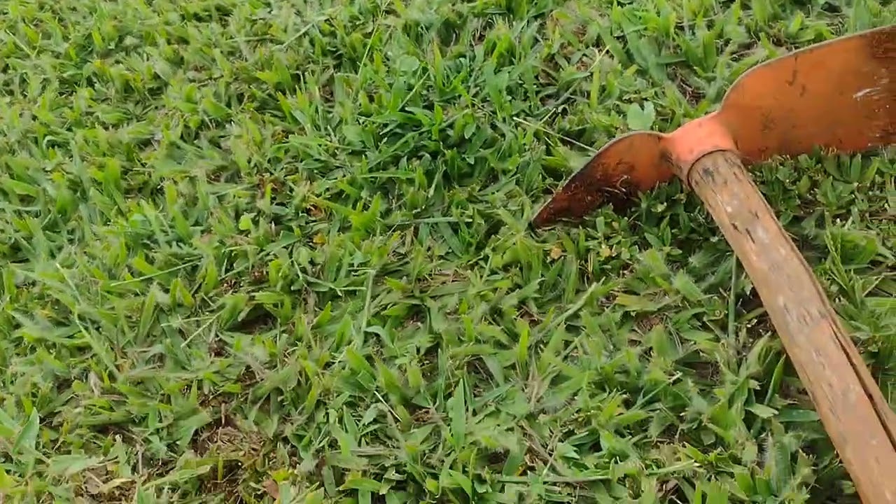 retirada de capim na grama batatais