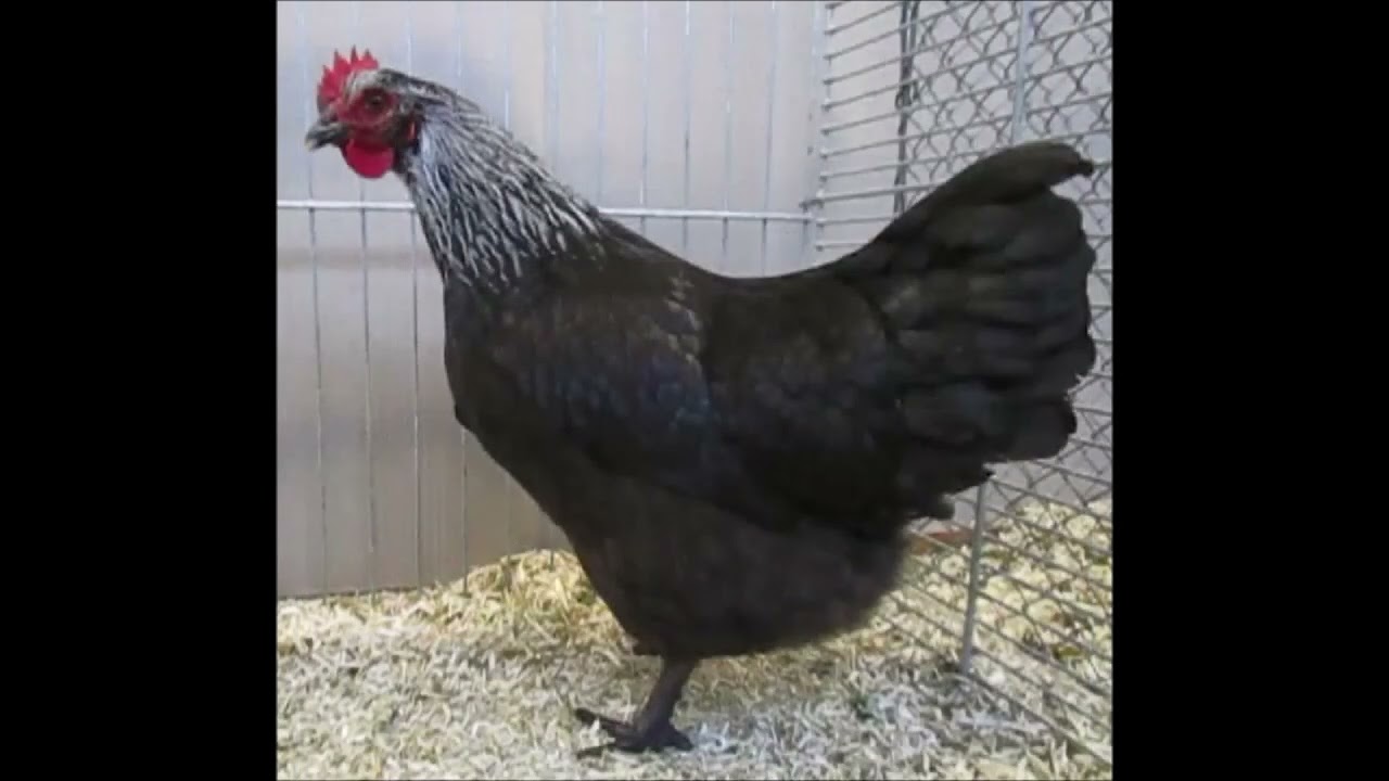 Niederrheiner birkenfarbig, Landesgefl&uuml;gelschau BW 2024