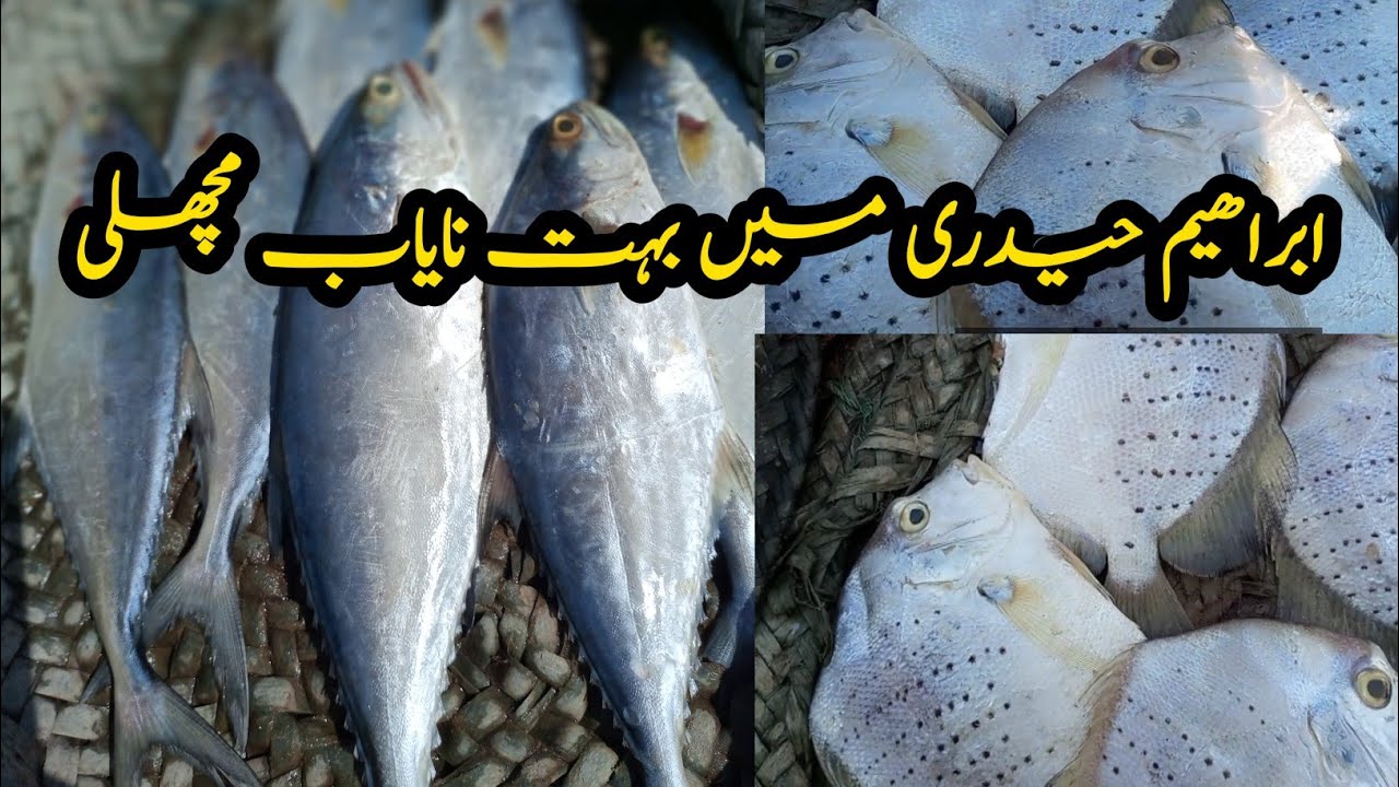 Oldest Fish Market Karachi | Ibrahim Haidri Wholesale Fish Market Info | Current price Best Time