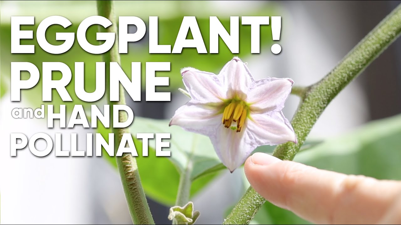 Eggplant! How To Prune And Hand Pollinate Eggplant  | For The Love Of Garden