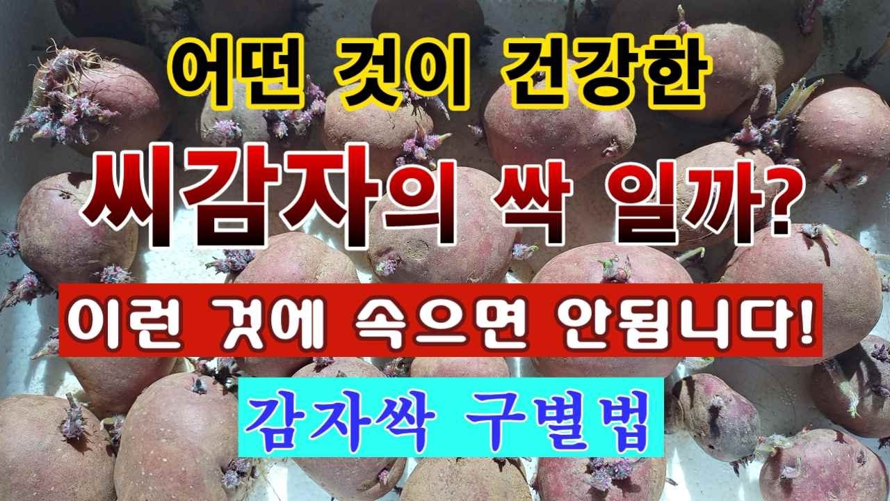 [텃밭농부 2,149]  건강한 씨감자 싹과 불량한 감자싹을 구분하는 방법. #감자재배 #씨감자 싹틔우기