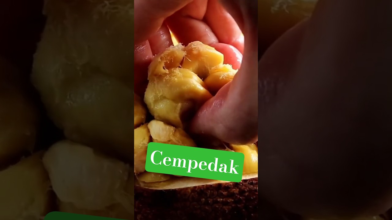 Cempedak - I hated this fruit, but now I love it #fruit