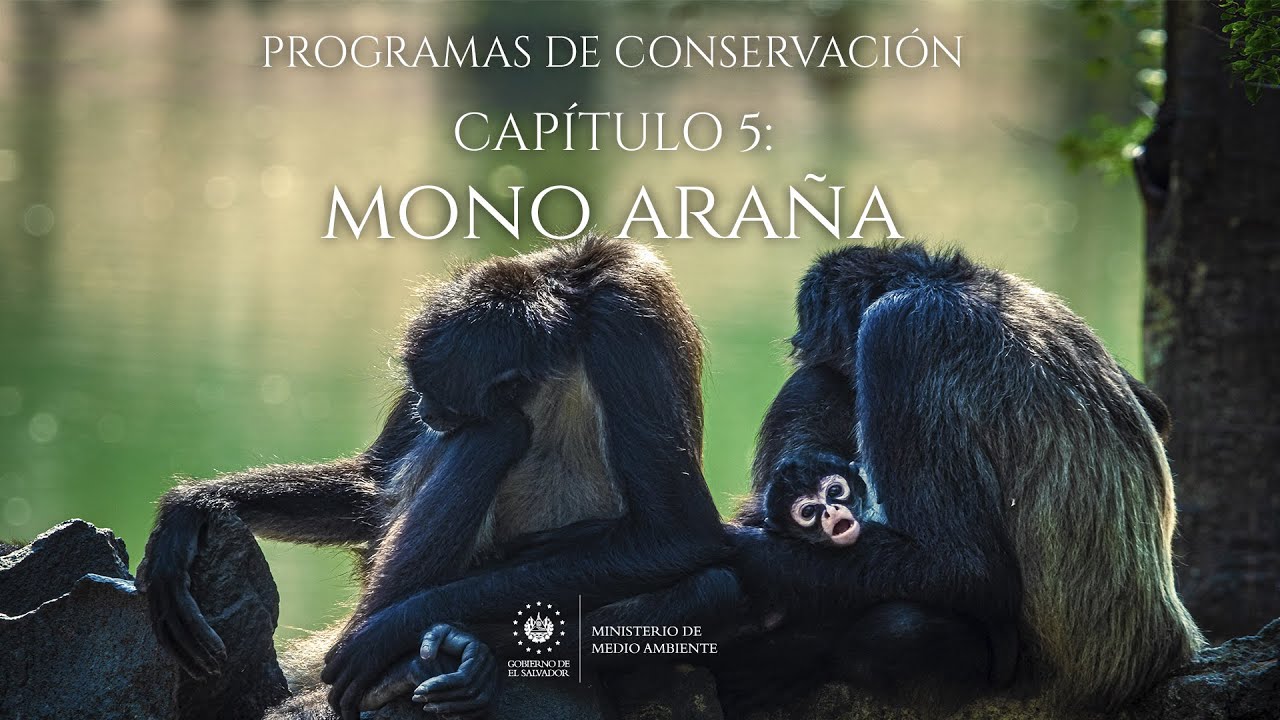 Capítulo 5 Mono Araña