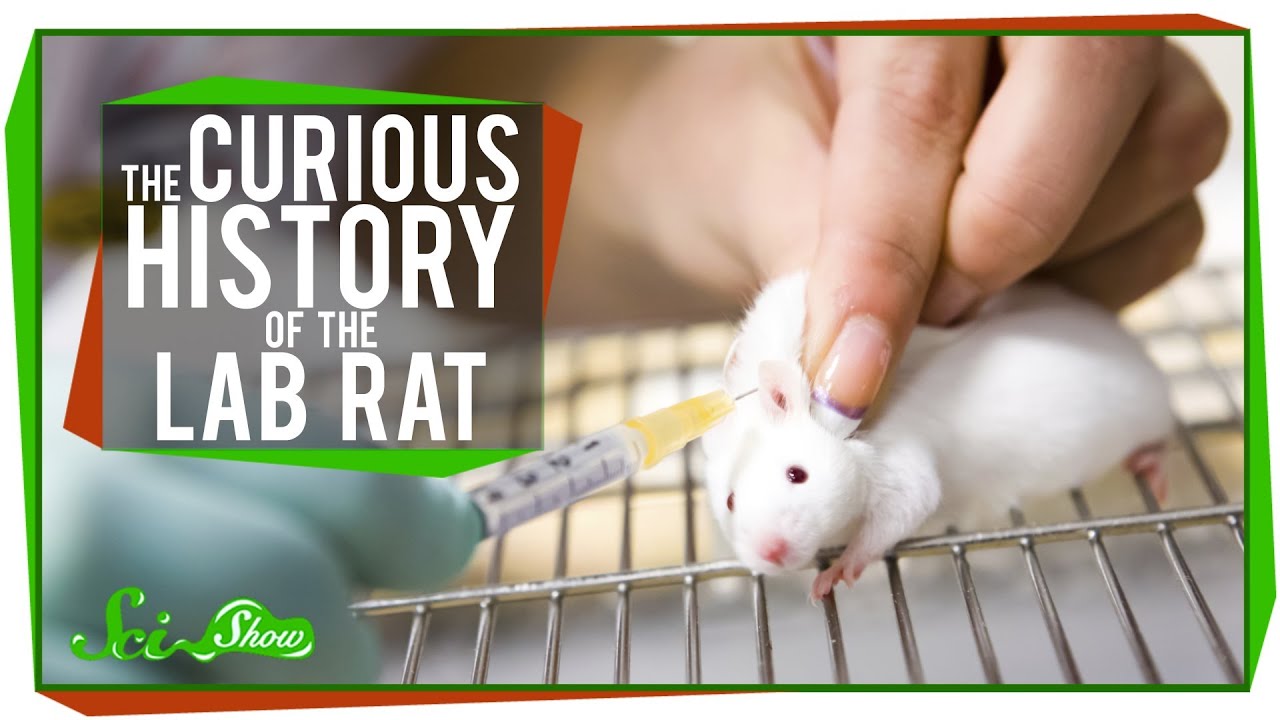 The Curious History of the Lab Rat