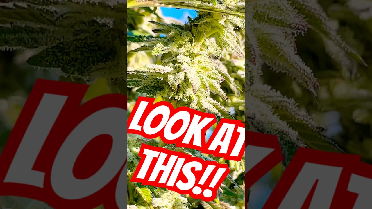 Trichomes LV 100! 43 day of flower. -cannabis grow. &ldquo;Manchego&rdquo; #gromies #frosty #cannabiseducation